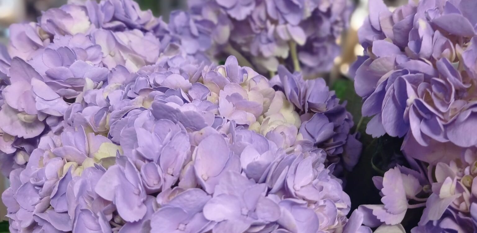 Fleurs fra&icirc;ches H&eacute;ricourt