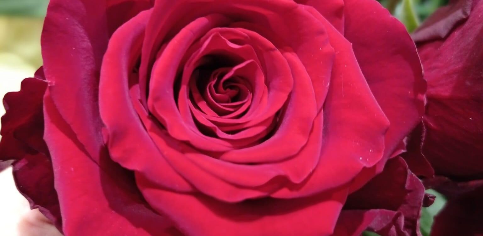 LE TEMPS DUNE FLEUR_8 1536X750 | Le temps d'une Fleur 3 combinaisons florales pour la Saint-Valentin Wittenheim