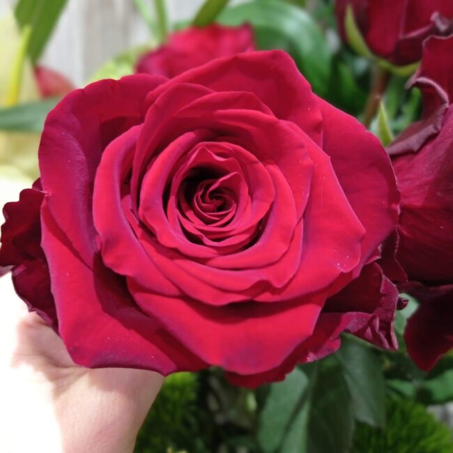 3 combinaisons florales pour la Saint-Valentin Wittenheim