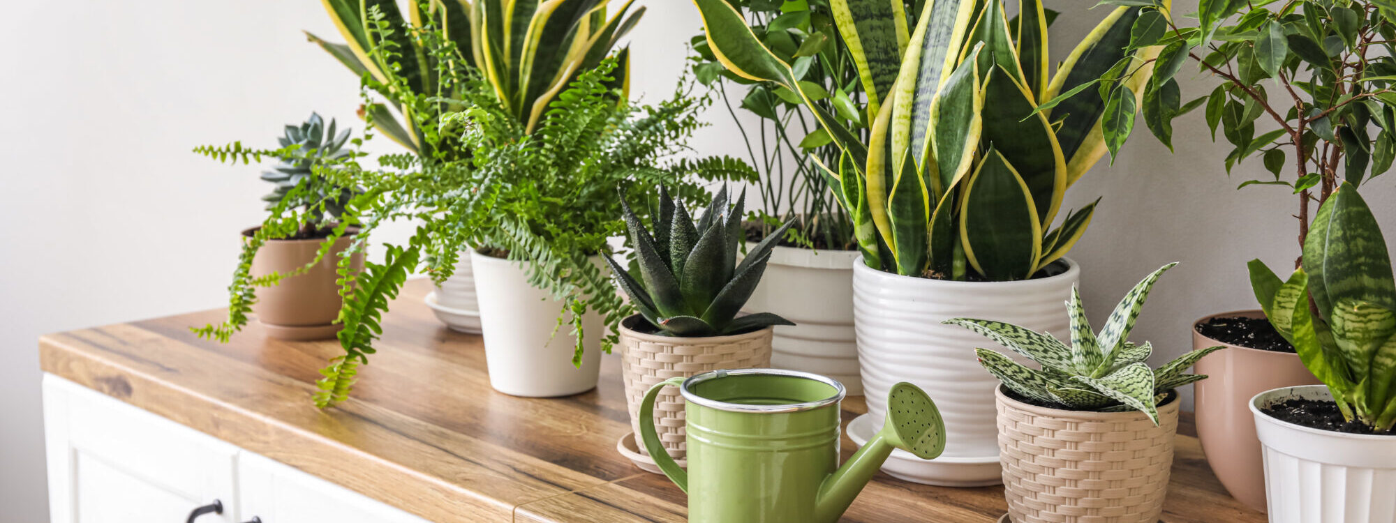 Vente de plantes d’int&eacute;rieur et d’ext&eacute;rieur &agrave; Masevaux proche de Cernay Audincourt