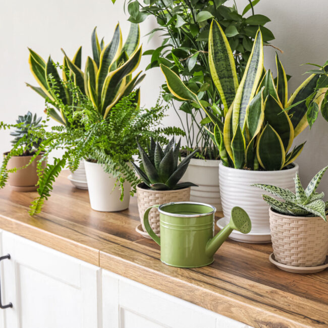 Vente de plantes d’int&eacute;rieur et d’ext&eacute;rieur &agrave; Masevaux proche de Cernay Audincourt