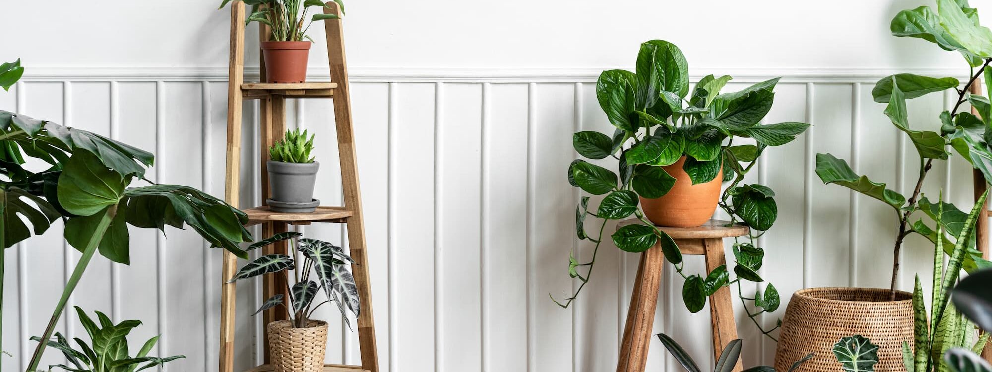 Plantes Kingersheim