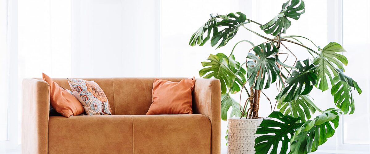 Vente de plantes d’int&eacute;rieur et d’ext&eacute;rieur &agrave; Masevaux proche de Cernay Belfort 1