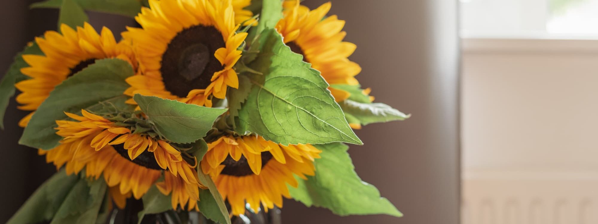 FLEUR ETE TOURNESOL 2000X750 | Le temps d'une Fleur Quelles sont les fleurs à offrir en été ? Belfort