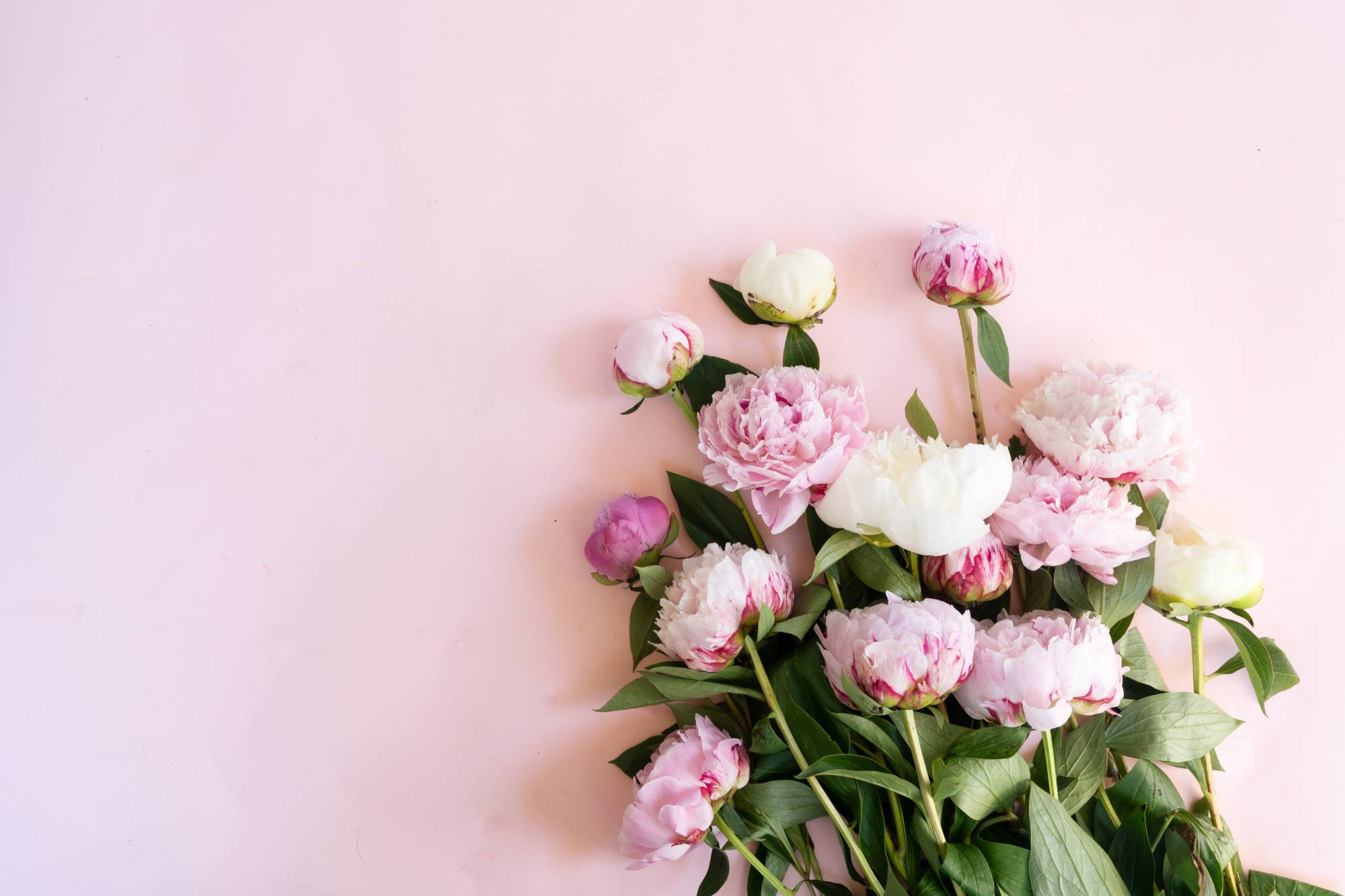 PIVOINE | Le temps d'une Fleur Quelles fleurs conviennent le mieux pour un bouquet de fête de grand-mère ? Riedisheim 1